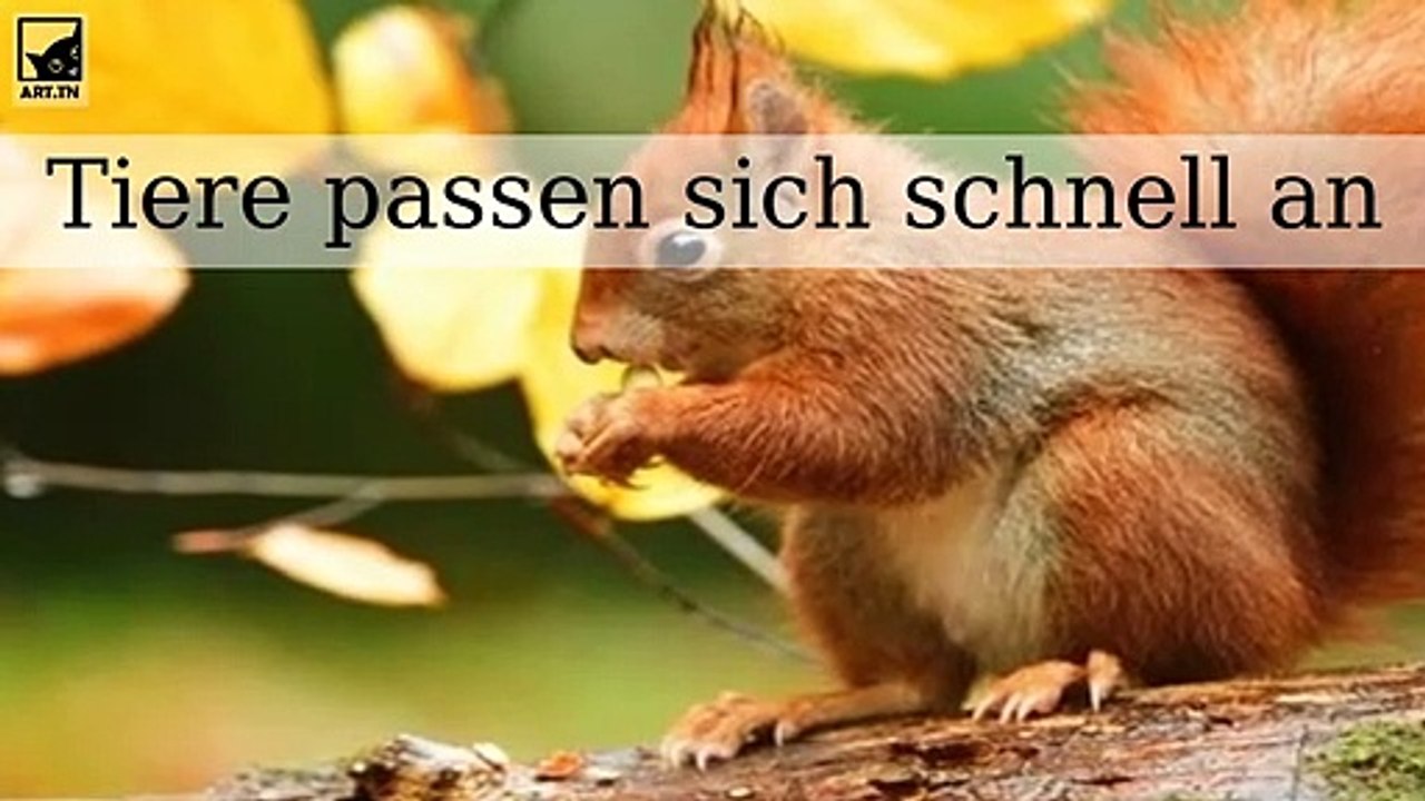 Tiere, die sich schnell anpassen, um in Städten und neuen Klimazonen zu überleben