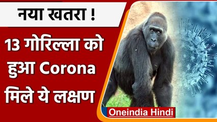 Video herunterladen: Coronavirus: US के Atlanta Zoo में 13 Gorillas Corona Positive, मिले ये लक्षण | वनइंडिया हिंदी