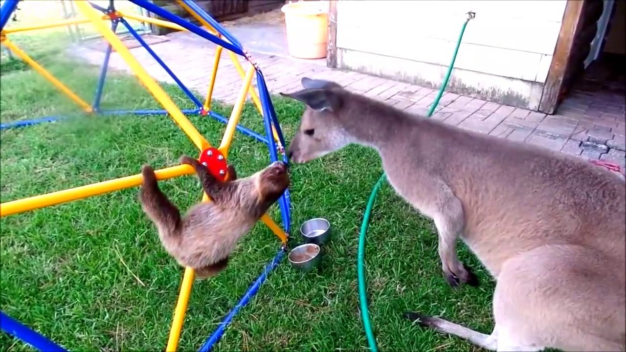 Baby Sloths Being Sloths funny video - FUNNIEST Compilation 2021