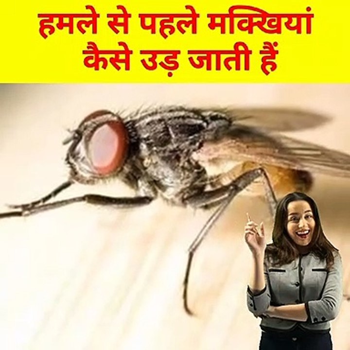 मक्खियां हमले से पहले क्यों उड़ जाती हैं, AS FACTS 76