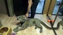 How to wash a puma!