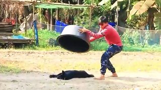 Wow !! Super Huge Plastic Box Vs Sleeping Dog - Funniest Videos