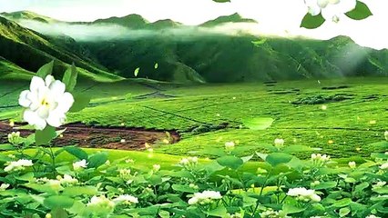 Beautiful and dreamy jasmine tea garden scenery