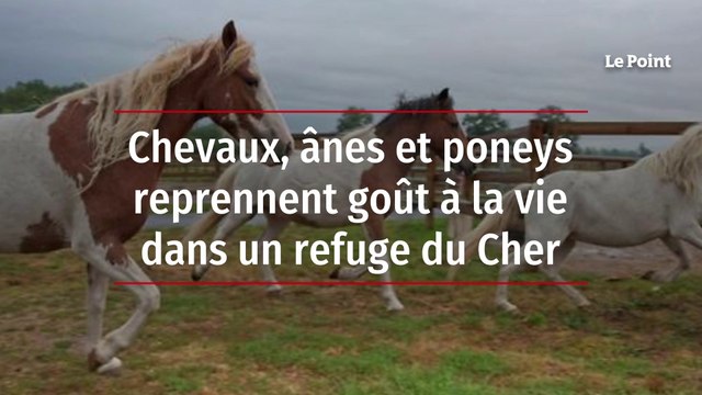 Chevaux, ânes et poneys reprennent goût à la vie dans un refuge du Cher