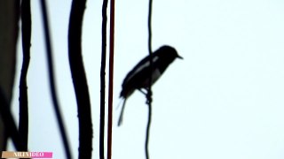 Sweet Sound Of Oriental Magpie Robin || Copsychus saularis || Robin Singing || Song Bird of INDIA