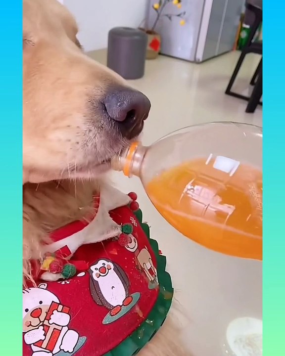_dog2_ Smart Dog Video 2021 __28__ - short ( 1360 X 1088 )