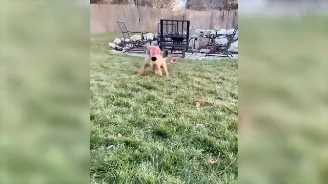 Cute Dogs And Cats That Will Make You Laugh _joy_ - Funny Animal Compilation - 2 ( 720 X 1280 )