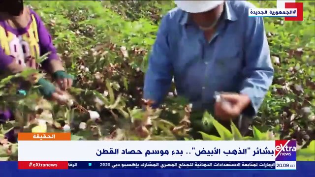فيديو.. إكسترا نيوز تعرض تقريرا حول بدء موسم حصاد القطن