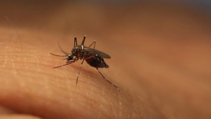 Floodwater mosquitoes expected in wake of Ida rainfall