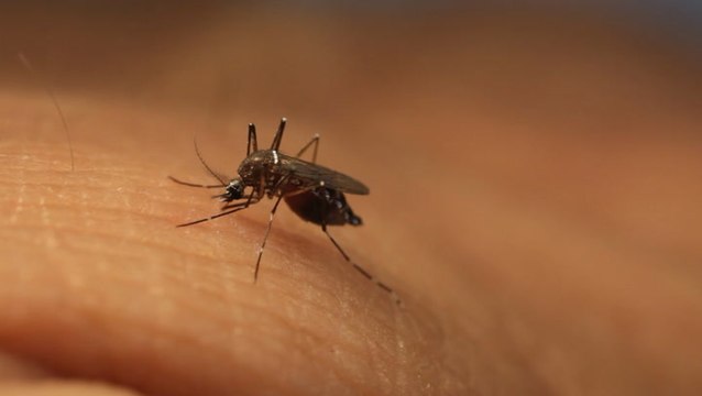 Floodwater mosquitoes expected in wake of Ida rainfall