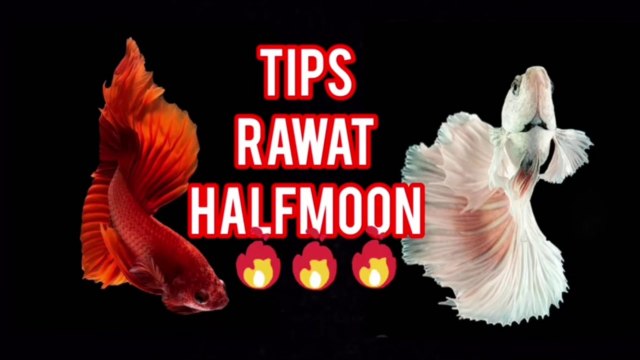 Tonton Sampai Habis!!!,Tips dan Cara merawat ikan cupang halfmoon