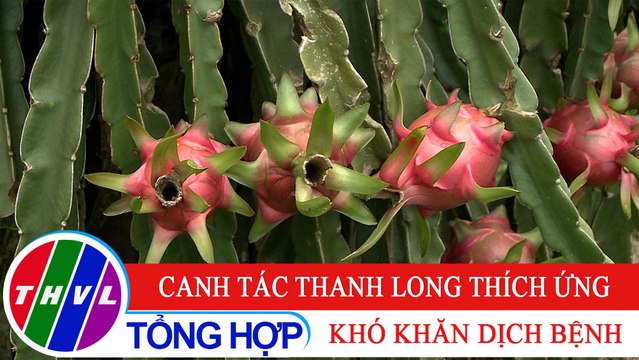 Nông nghiệp bền vững: Canh tác thanh long thích ứng khó khăn dịch bệnh