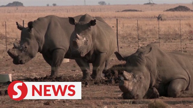 South Africa's rhino ranch keep poachers away, but at a cost