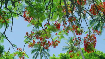 SONY DEMO 2K:  Surfing – Lướt sóng