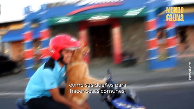 ¡No lo podrás creer! estos animales enternecen al hacer cosas de 'humanos'