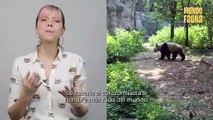 Miradas tiernas y cuerpos gorditos: Conoce las curiosidades de los osos pandas