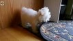 Beautiful  Maltese Dog - The Dog Is Busy Playing