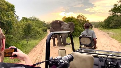 Top 6 times, man halts the charging elephant