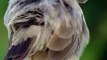 Babbler Bird Grooming Itself || Turdoides striata Bird ||