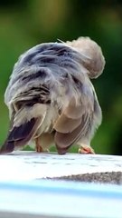 Babbler Bird Grooming Itself || Turdoides striata Bird ||