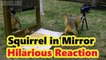 'Squirrel Jumps with Fear On Seeing its Reflection in the Mirror | Try Not to Laugh'