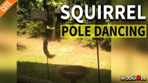 ''Tough Luck, Peanut' - Squirrel Tries to Climb a Greasy Pole | Try Not to Laugh'