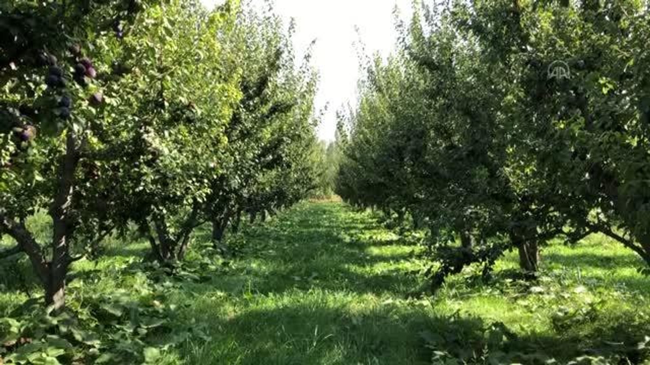 "Doğu'nun Çukurova'sı"nda üretilen erik kentin ekonomisine katkı sağlıyor
