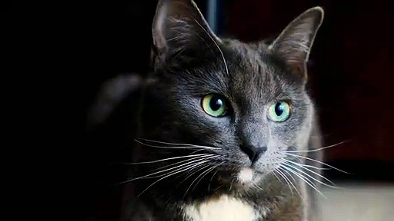 Black Cat - Cat Is Hungry