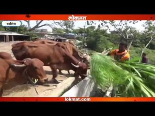 शेतीच त्यांचा संसार; गुरं झाली मुलंबाळं!