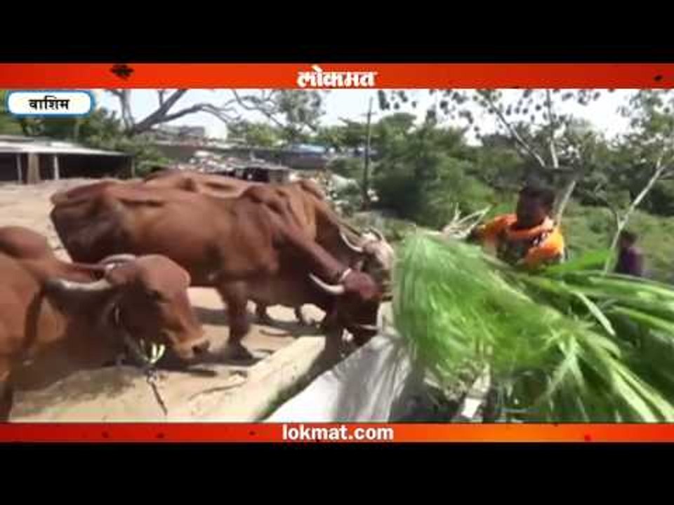 शेतीच त्यांचा संसार; गुरं झाली मुलंबाळं!