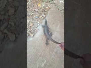 ठाण्यात घोडबंदर रोडवर सापडली घोरपड