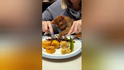 Funny kitten videos | Funniest cats Don’t Try To Hold Back Laughter