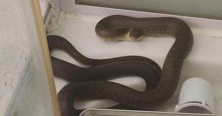 Sarthe : sous la douche, une jeune femme est surprise par un serpent sorti des canalisations