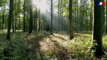 IUCN | Comment protéger les forêts face au changement climatique ?