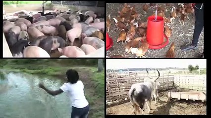 Alimentation animale : Le ministre Sidi Touré donne le premier coup de pioche d'une usine à Akoupé