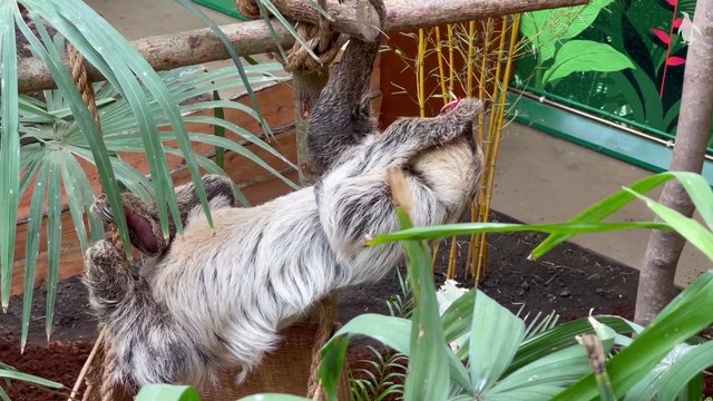 Edinburgh Zoo welcomes Scotland’s only sloths