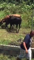 کتنا عجیب سا کتا ہے| What kind of dog is this