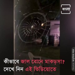 Take A Look How A Spider Weaves Its Web