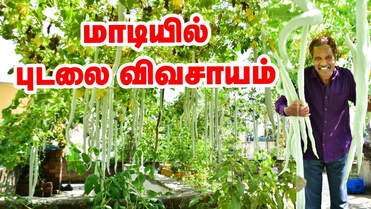 மாடியில் புடலை தோட்டம்... அசத்தும் புடலை சாகுபடி! #Snakegourd