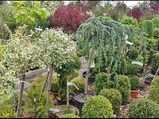 अठरा महिन्यात बहरली अकरा हजार रोपे