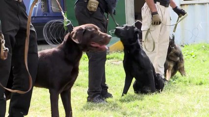 الكلاب المتروكة في مطار كابول بعد الانسحاب الأميركي جاهزة للعودة للعمل