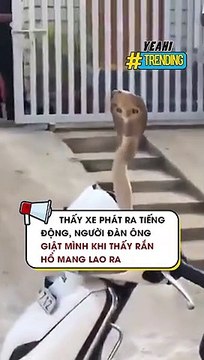 Thấy xe phát ra tiếng động, người đàn ông giật mình khi thấy rắn hổ mang lao ra