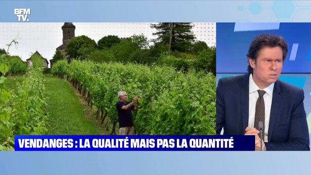 Vendanges : la qualité mais pas la quantité - 13/09