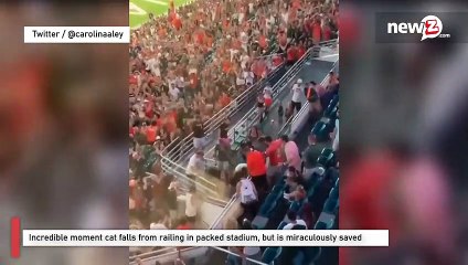 Incredible moment cat falls from railing in packed stadium, but is miraculously saved