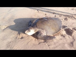 वेंगुर्ले येथे आढळले दुर्मिळ कासव