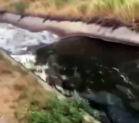 Un Ciervo cae en canal de riego en Utah y mira lo que sucede
