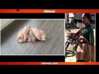 बुलडाण्यात खुलेआम भाजीपाल्यासारखी केली जाते वन्यपक्ष्यांची विक्री