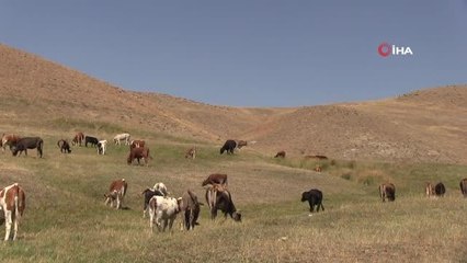 Bu ilçede gebe inekler artık kesilmeyecek