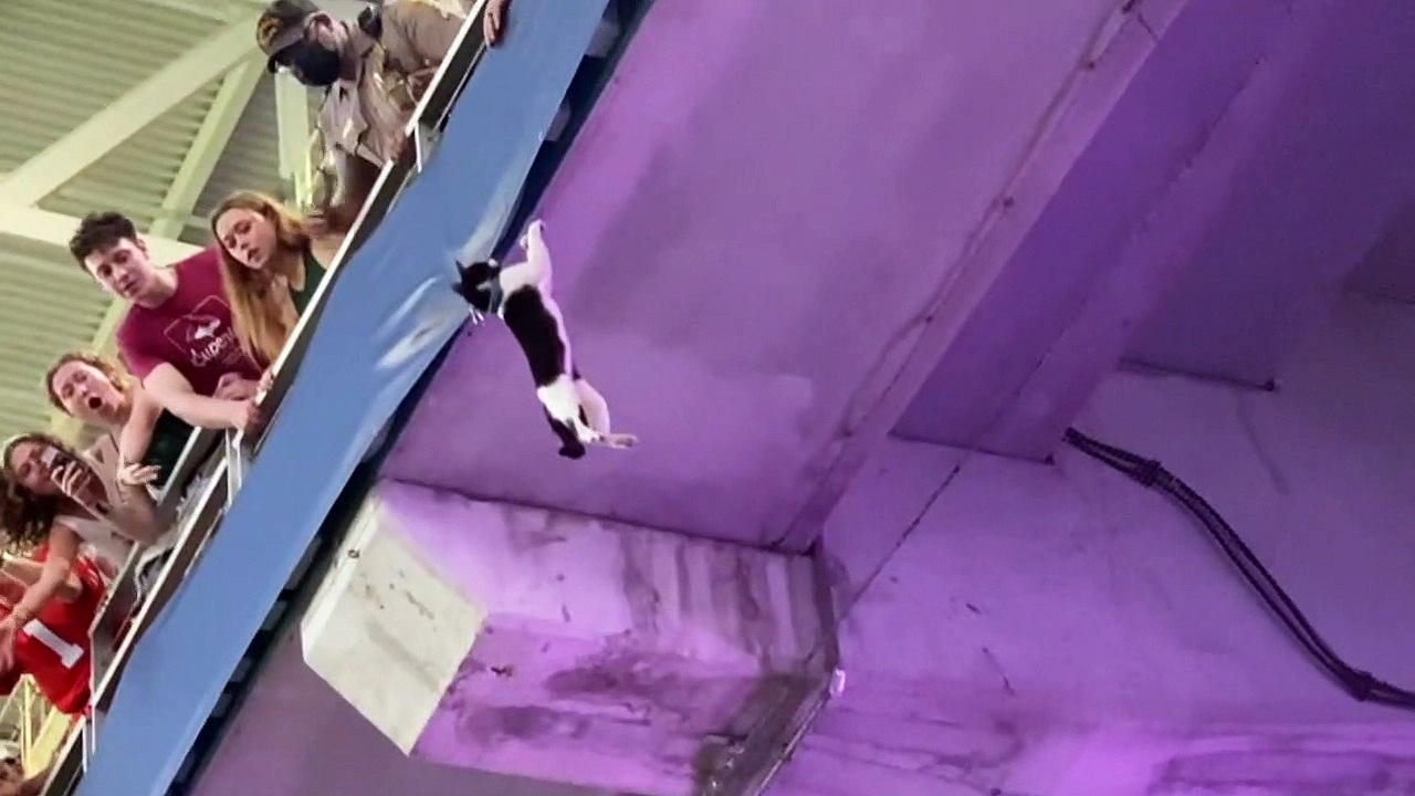 Falling Cat Caught by Fans