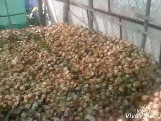 नाशकात कांदे-टोमॅटोला निचांकी भाव; उत्पादक हवालदील